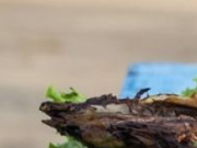 Shared helicopter overflight for 6 minutes